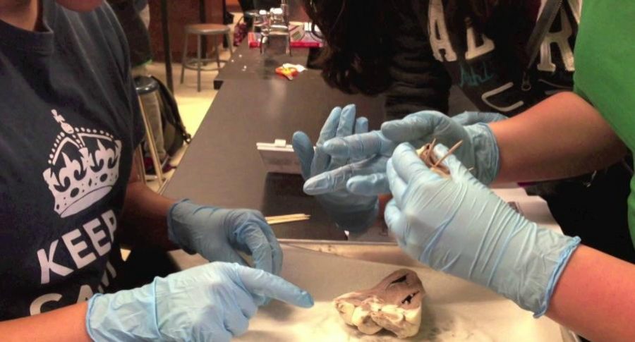 FPPN members use toothpicks to locate important structures of the heart during FPPNs annual dissection activity. This year, the officers decided to dissect only one organ due to issues with the time constraints of a lunch period in the past. Screenshot taken by Yuna Lee.