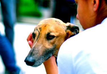 Dog-petting therapy organization invited to MVHS for finals stress relief