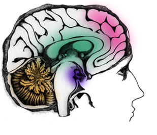 The pre-frontal cortex, the pink region of the mind responsible for decision-making, is still developing during adolescence. Similar to most parts of the brain, the pre-frontal cortex needs to be exercised in order to develop independence — meaning that parents’ attempts to make decisions for their kids may jeopardize the development of independent thinking.  