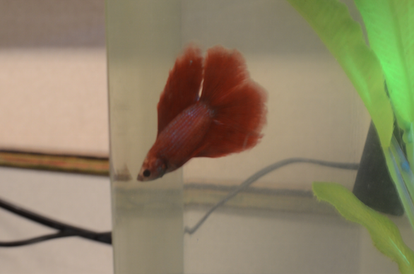 Pete the pet: El Valedor’s new class fish