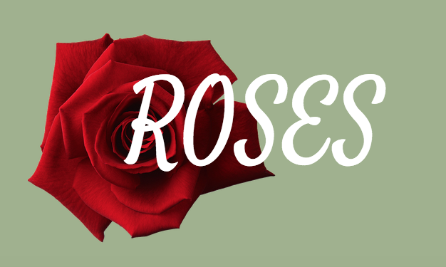 A+color+guide+to+roses+and+what+they+mean