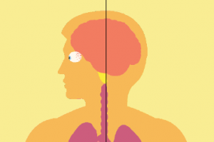 Breaking it down: How marijuana impacts health