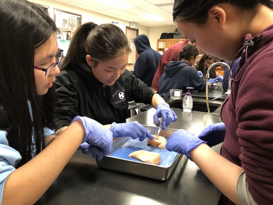 A look at FPPNs annual suturing lab