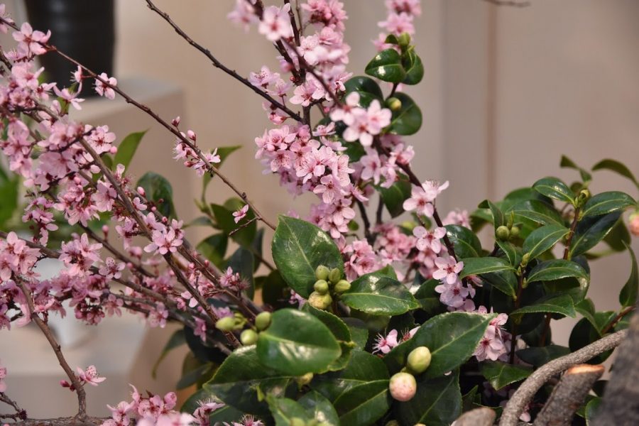 Wafu Ikebana Flower Show: Spring Awakening