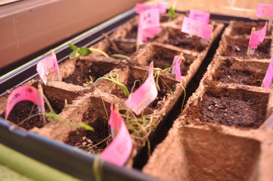 A Fresh Start for MV Sprouts
