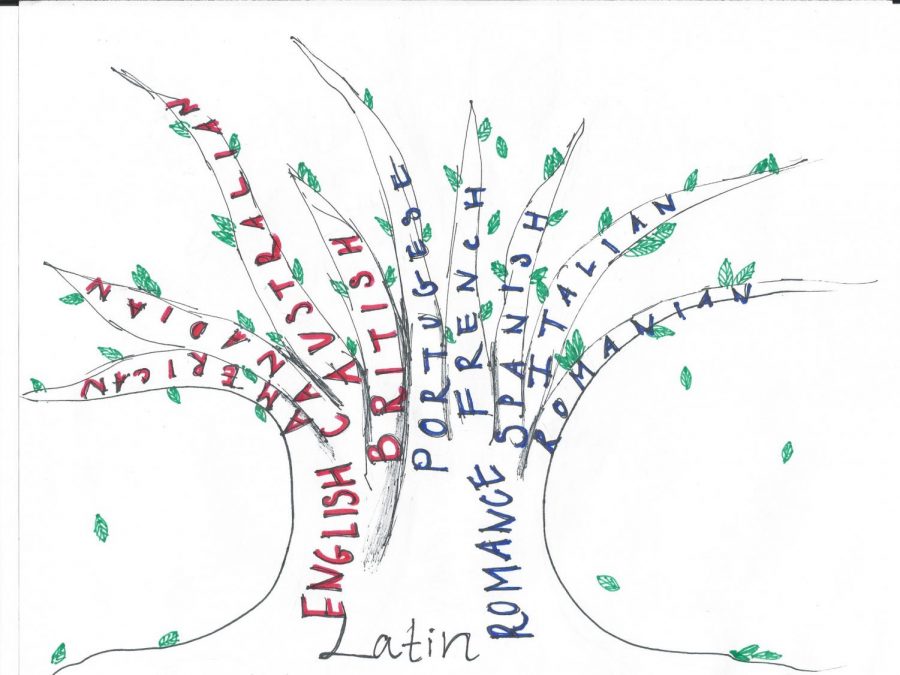 A tree depicting Linguistic Evolution through Latin roots. Graphic | Dhruvika Randad