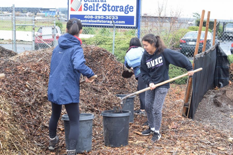 Planting+trees+for+Silicon+Valley