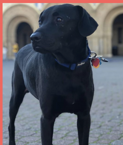 Puppy Profile