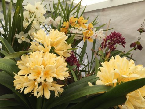 Green thumbs: MVHS students and teachers share passion for gardening