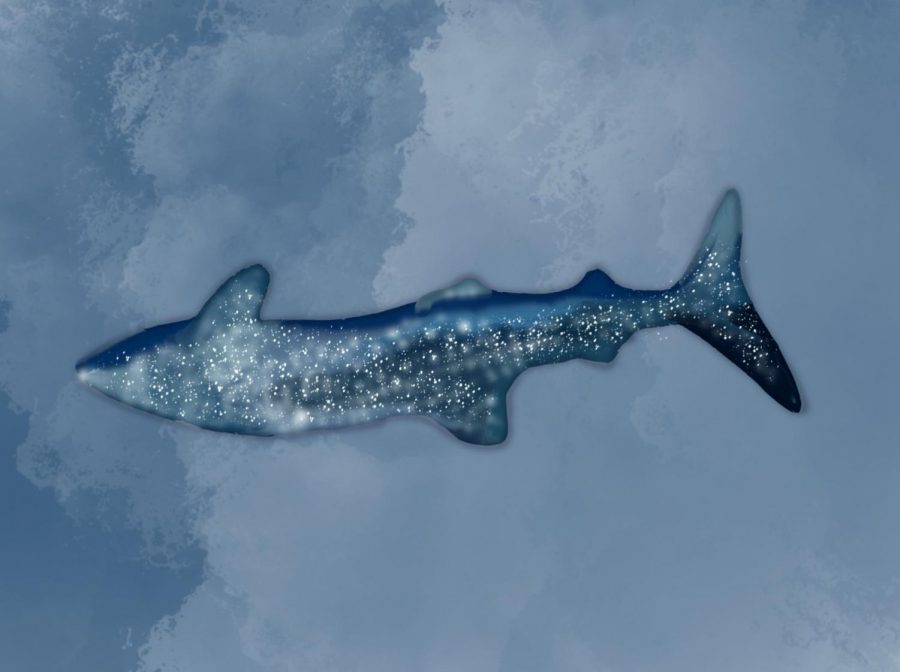 A graphic of a whale shark, a type of shark that is native to Cancun and completely harmless to humans