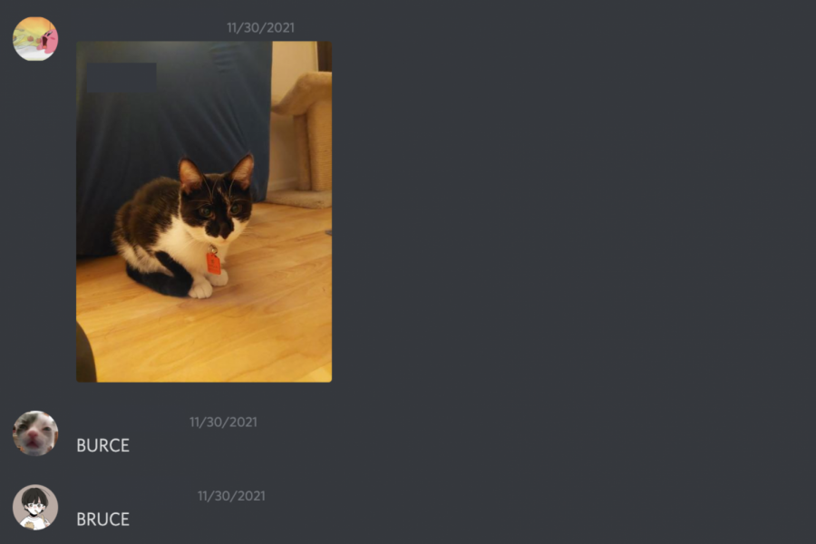 English teacher Mark Carpenter posts a picture of their cat on their Discord server Carpenter Official