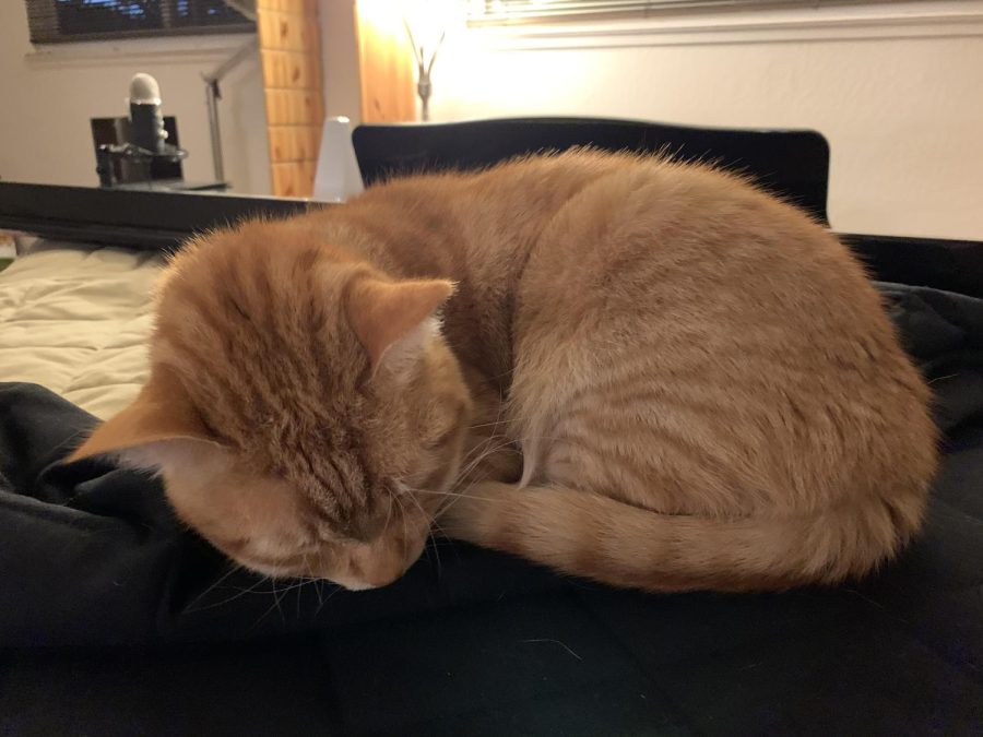 Caramel forms the shape of a croissant as he curls up on top of a grand piano to take a nap.