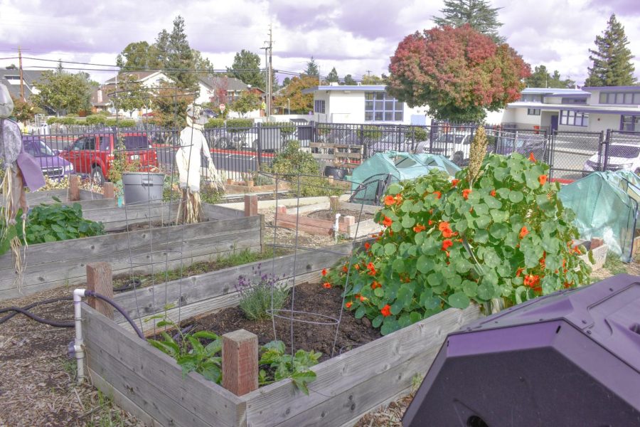 Students in the ACT program plant flowers, fruits and vegetables using SSC funding.