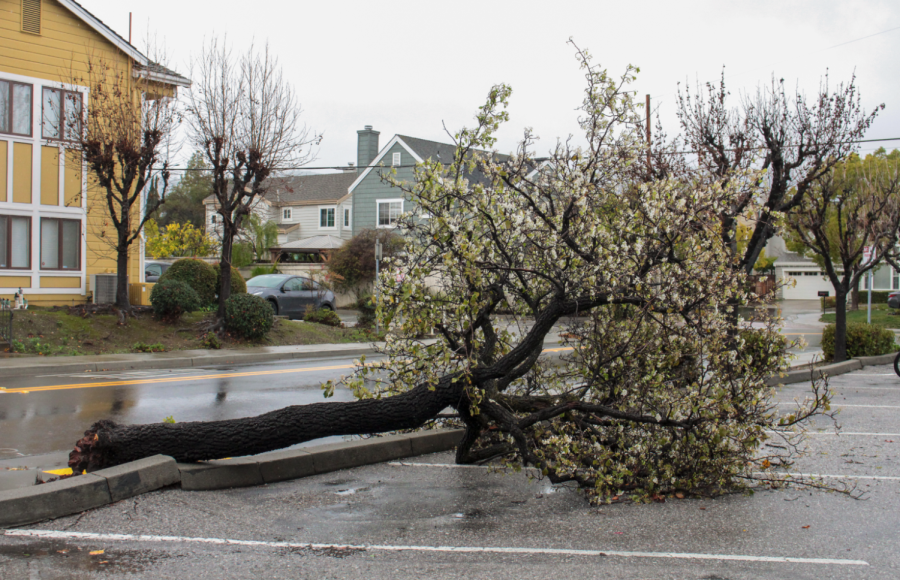 High winds cause a tree to fall on Mann Drive, blocking a parking lot and the sidewalk. 
