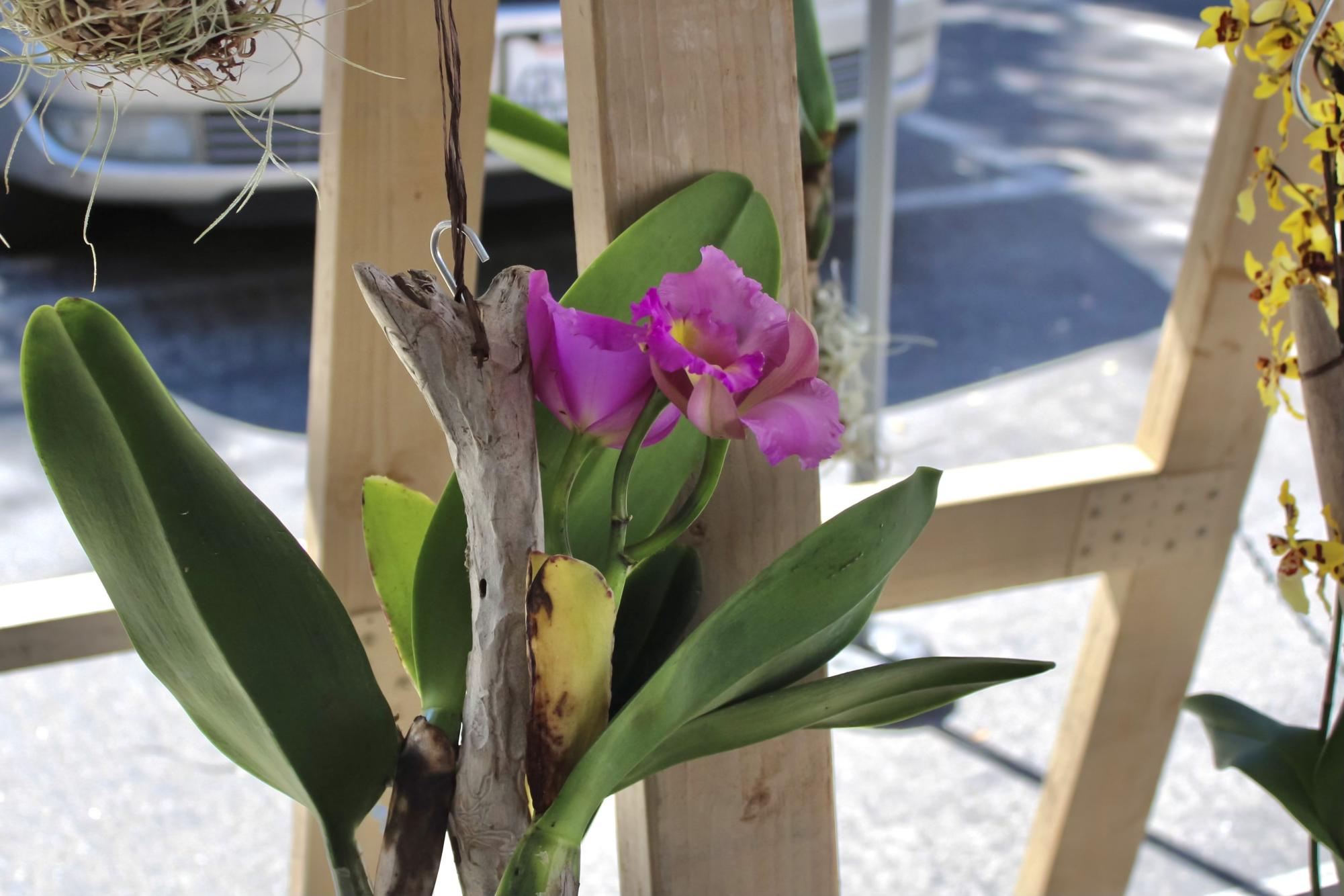 According to Bernardo, cattleya orchids’ fragrance is what makes them attractive. She imports them directly from Hawaii, where they can be found in the wild.