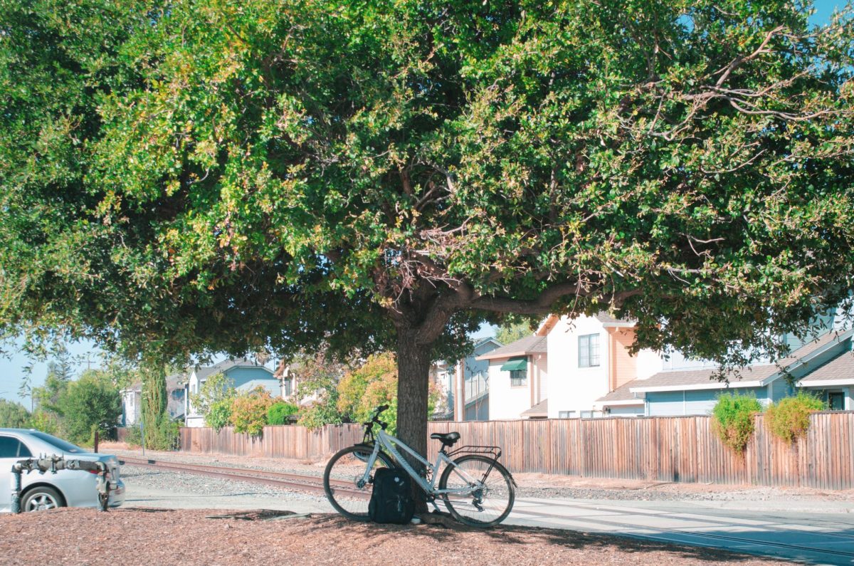 We all need a way to relax, this tree next to the railroad on Stevens Creek Boulevard is mine