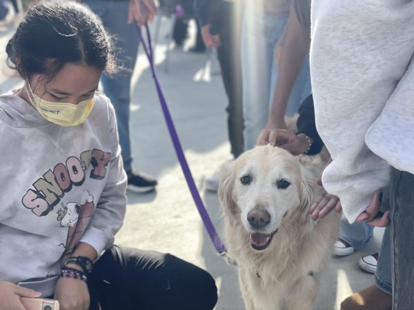 Freshman Chloe Tsai approaches a golden labradoodle as students surround the dog. Photo | Arshiya Sen