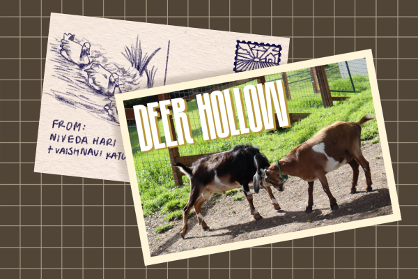 The two male goats of Deer Hollow Farm, Hank and Little Ears, play with one another. Photo | Niveda Hari 