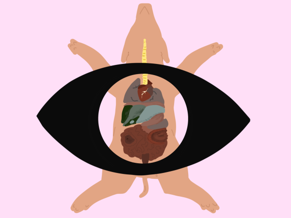 Freshmen begin the dissection during the second week of March, finishing up the unit in the middle of May. ILLUSTRATION | MEGHA MUMMANENI