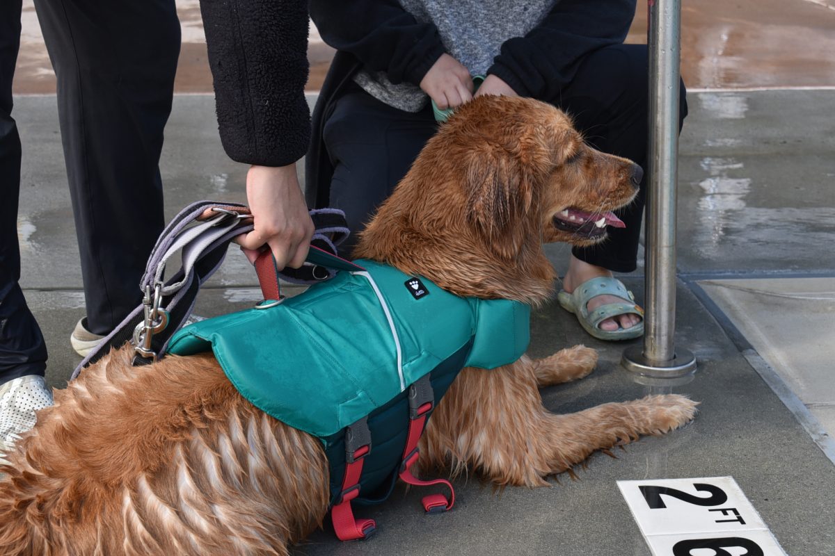 With a restructured schedule, Cupertino hosts a day of fun for local dogs at the Blackberry Farm