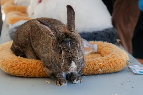 Alfie the rabbit hops out of the pet bed. Photo | Emmy Harimoto