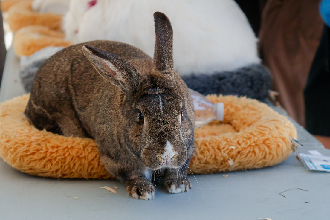 Alfie the rabbit hops out of the pet bed. Photo | Emmy Harimoto