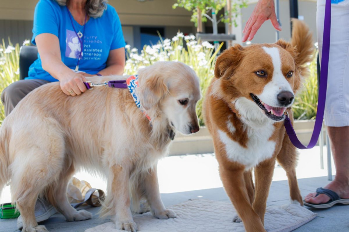 MVHS students and staff pet therapy dogs to de-stress as finals week approaches